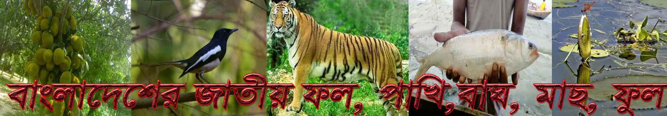 বাংলাদেশের জাতীয় ফল,ফূল,পাখি,পশু,মাছ