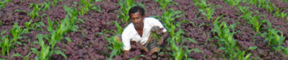 ফসল