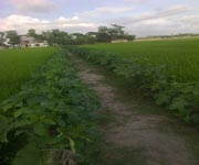 কৃষি ও প্রানী সম্পদ