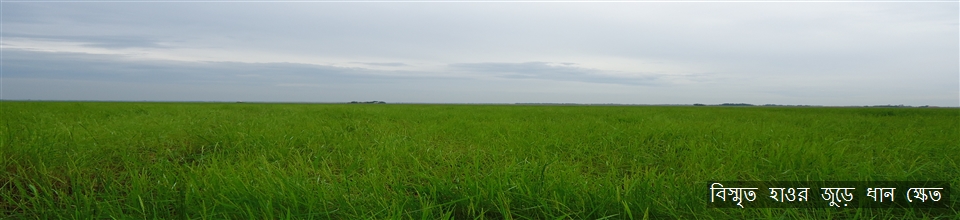 বিস্মৃত হাওর জুড়ে ধান ক্ষেত
