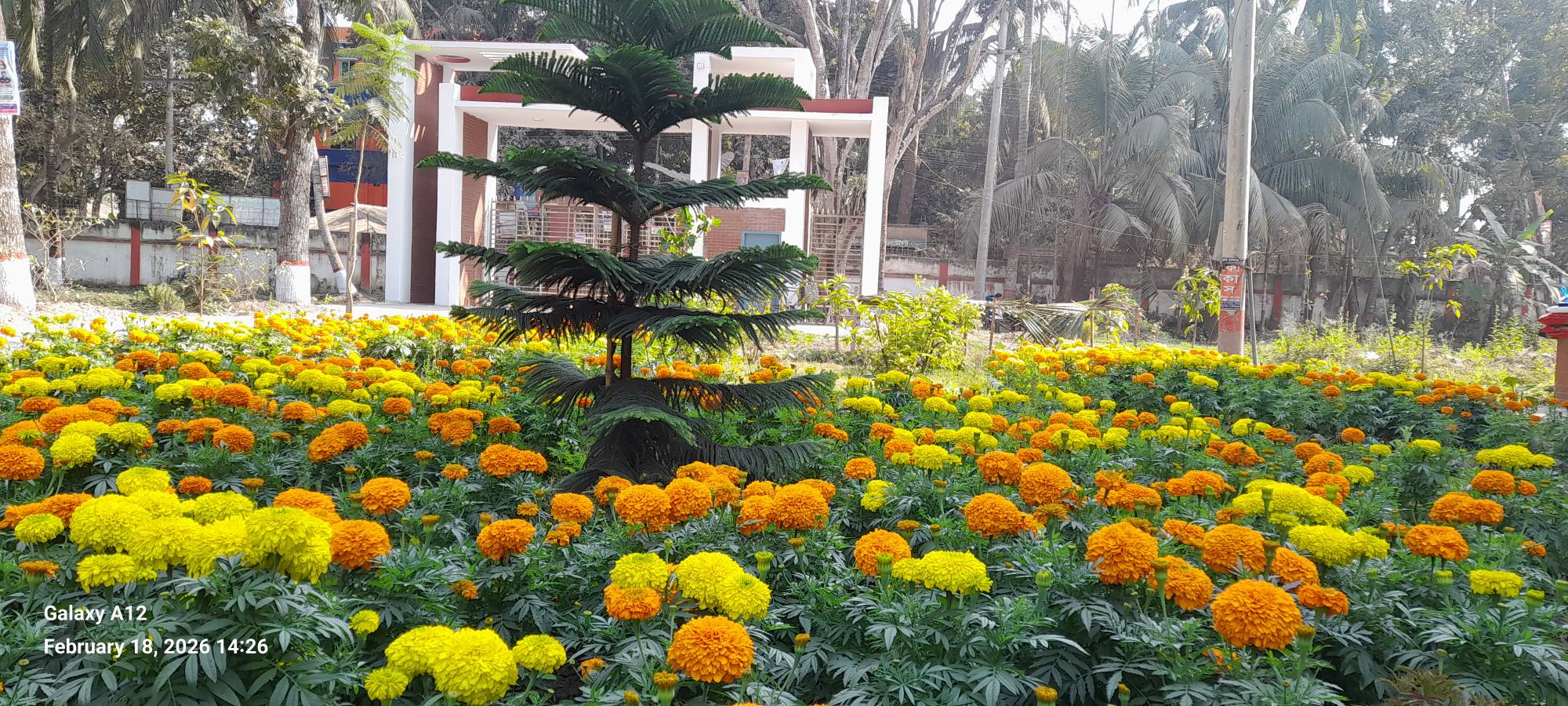 ফুল