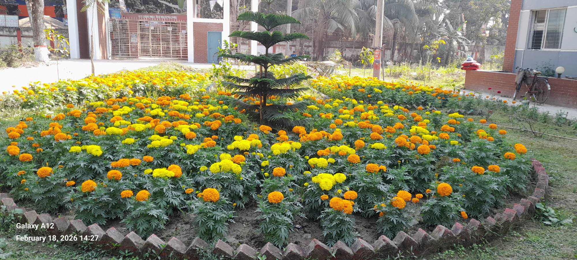 ফুল৩