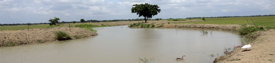 ব্যানার