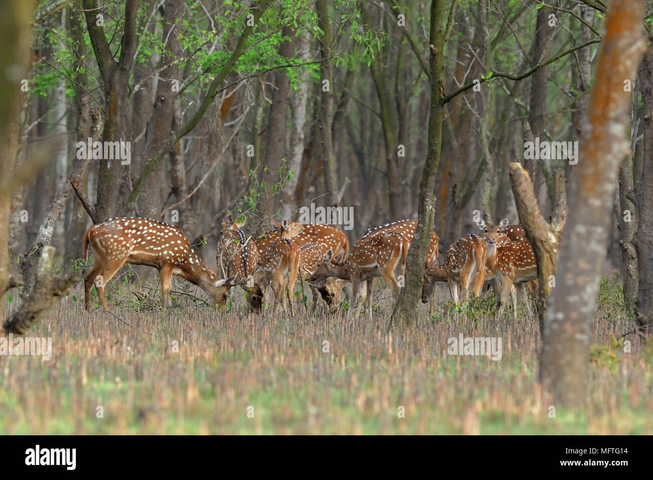 নিঝুমদ্বীপ