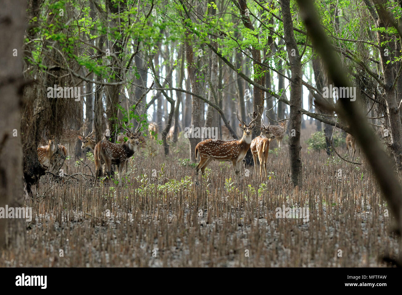 নিঝুমদ্বীপ