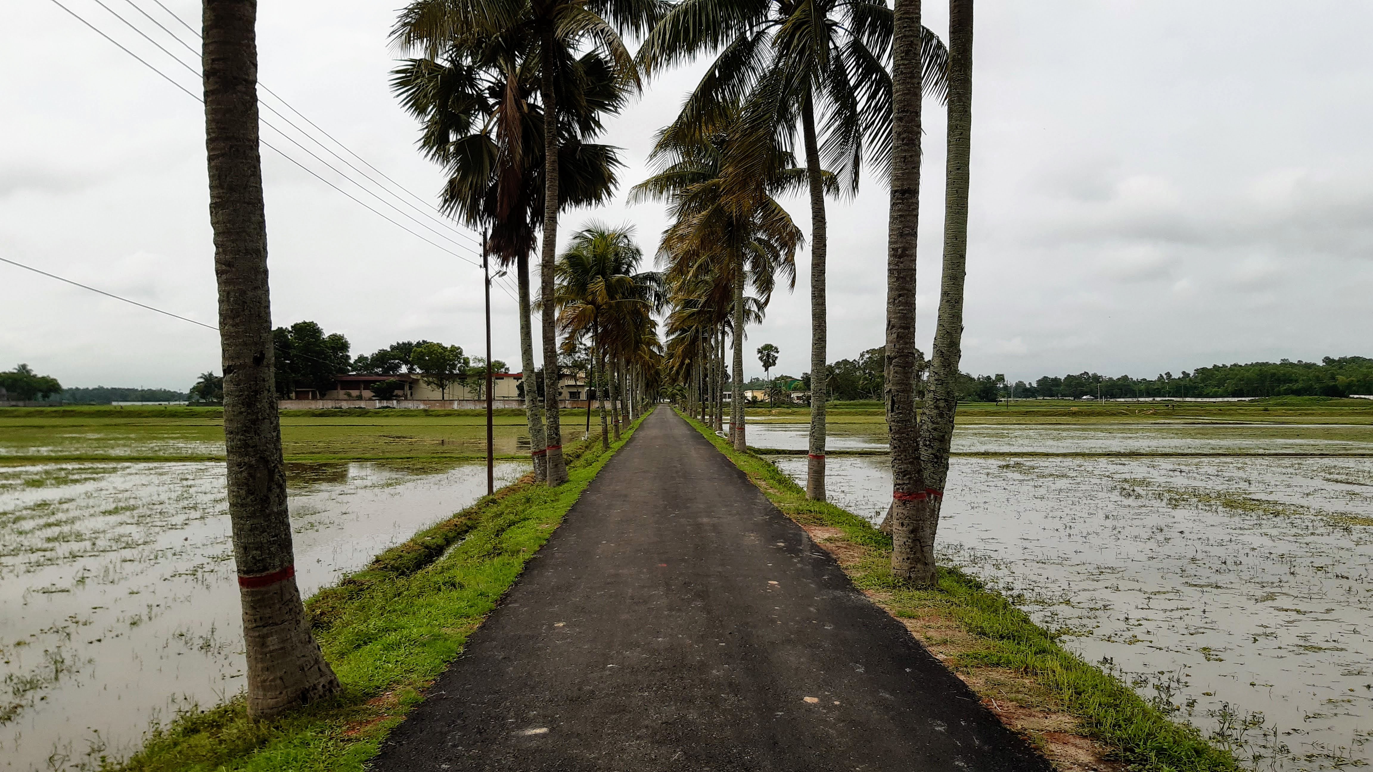 তেমুনিয়া- বি এ ডি সি রোড