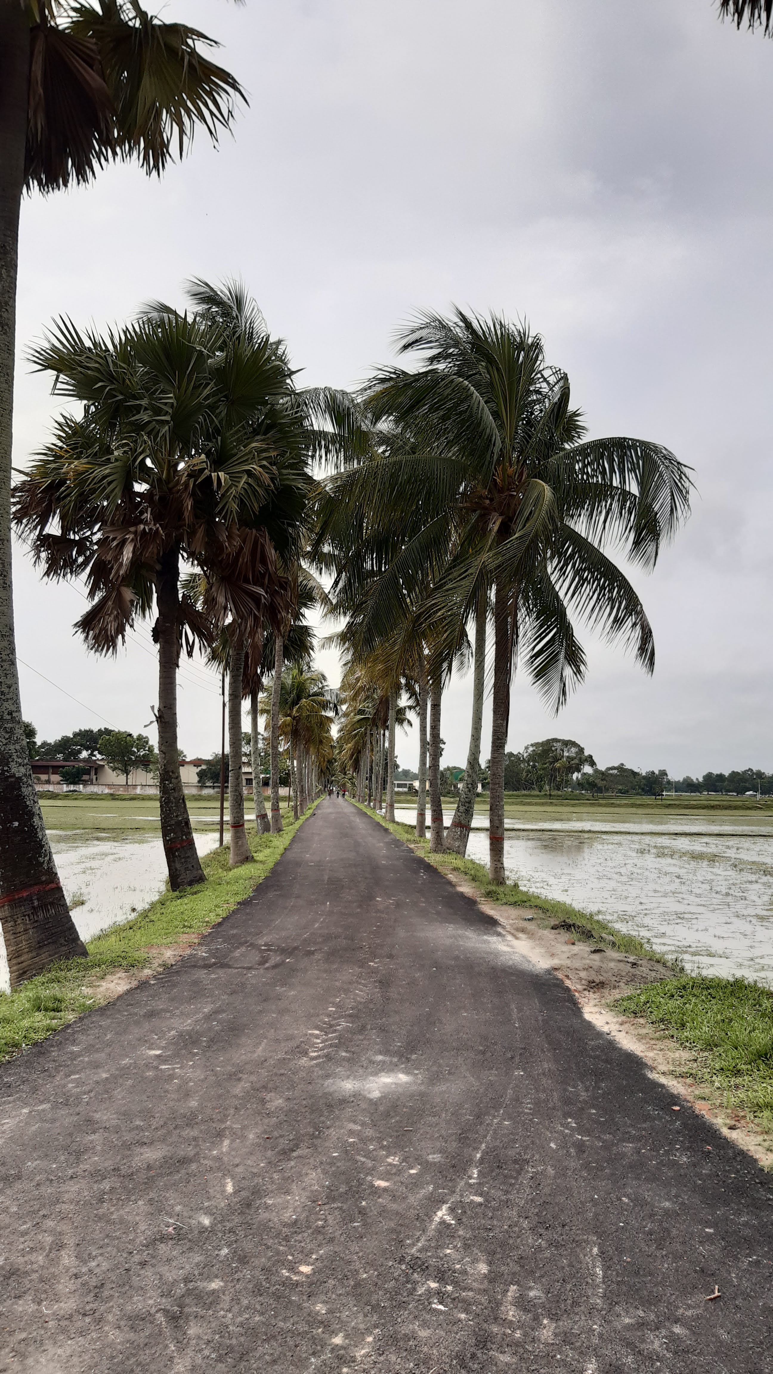 তেমুনিয়া- বি এ ডি সি রোড