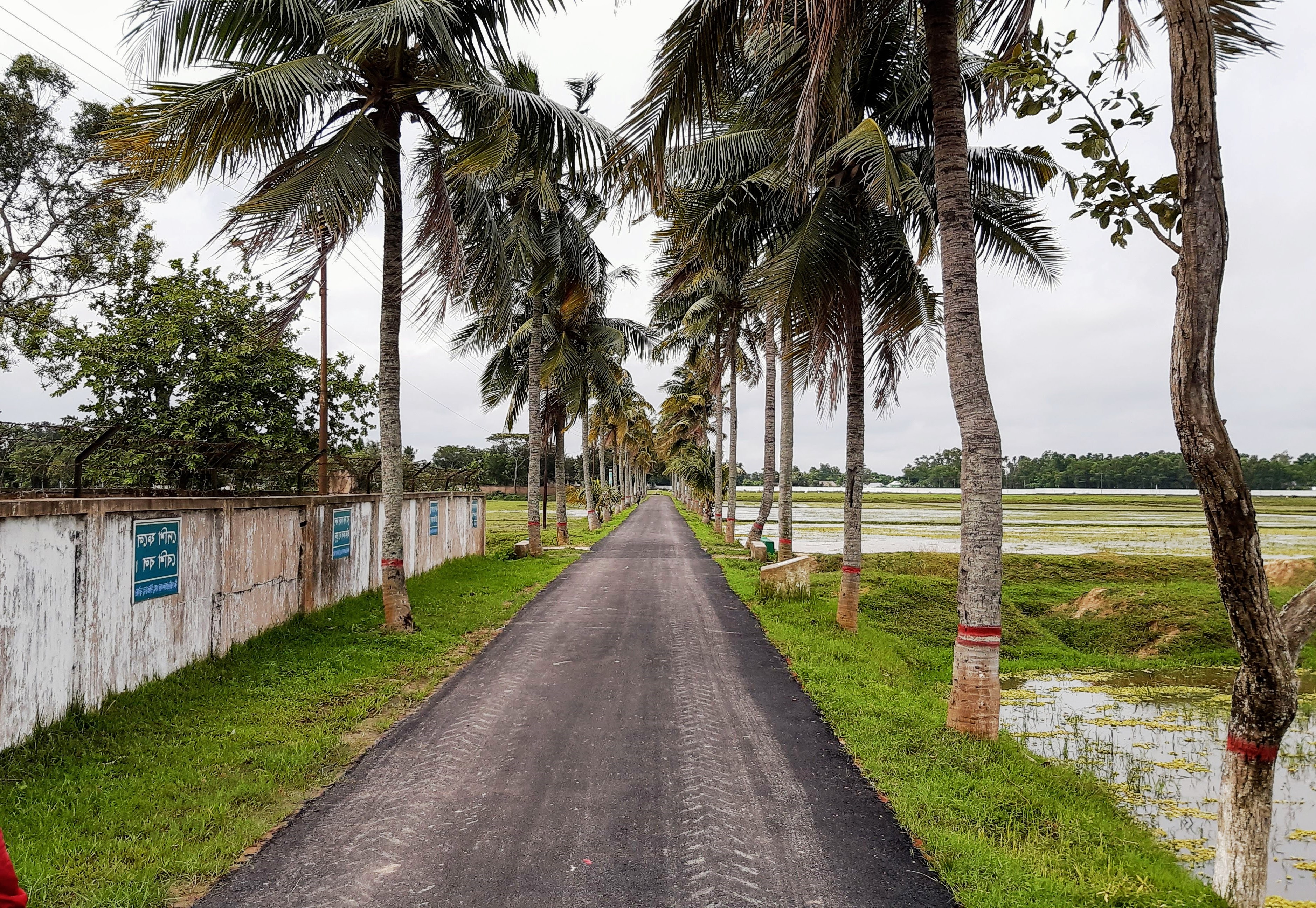 তেমুনিয়া- বি এ ডি সি রোড