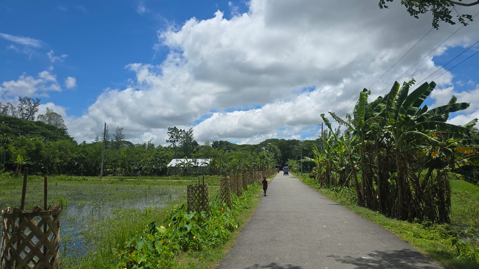 সড়ক নির্মাণ ও বৃক্ষ রোপন