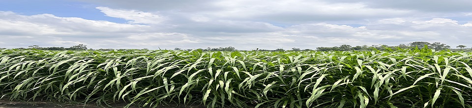 ঘাস চাষ সম্প্রসারণ