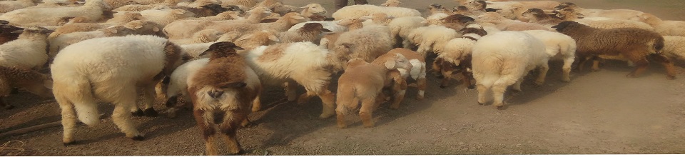 ভেড়া পালন