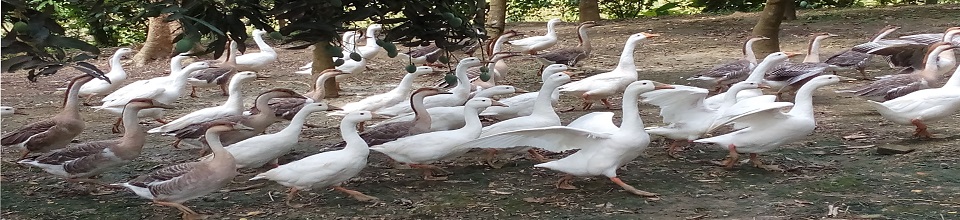 হাঁস পালন