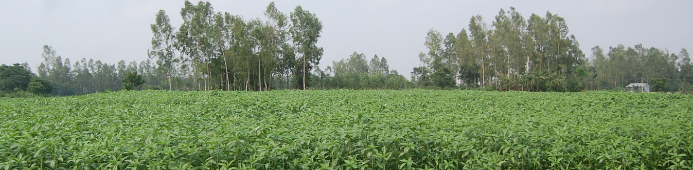 লোকেরপাড়া ইউনিয়নের পাট চাষ