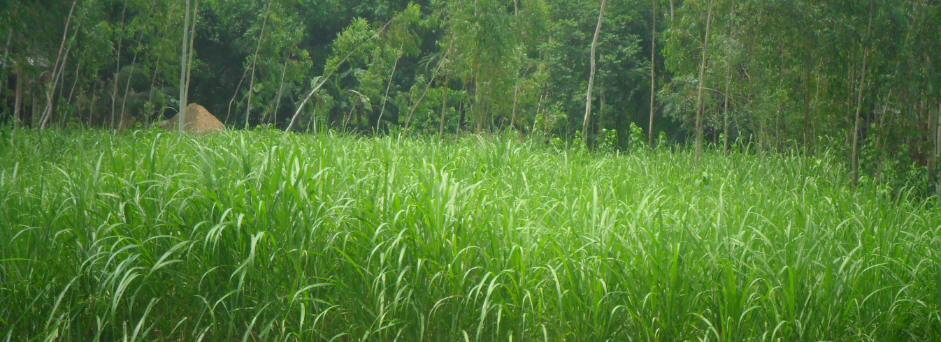 ঝিনাই নদী