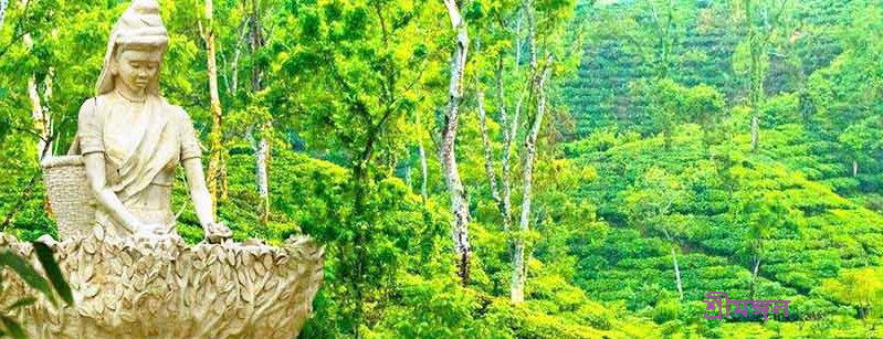 শ্রীমঙ্গল