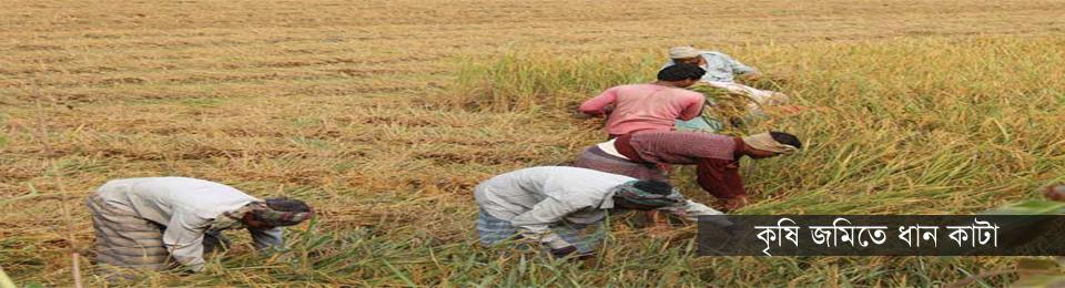 ধান কাটা