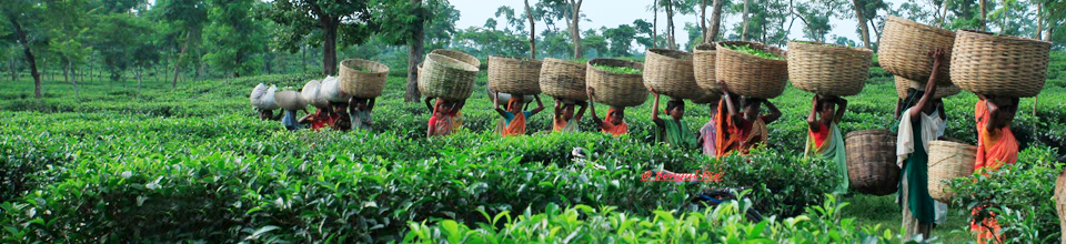 tea garden
