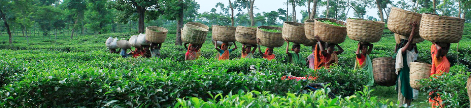 ব্যানার