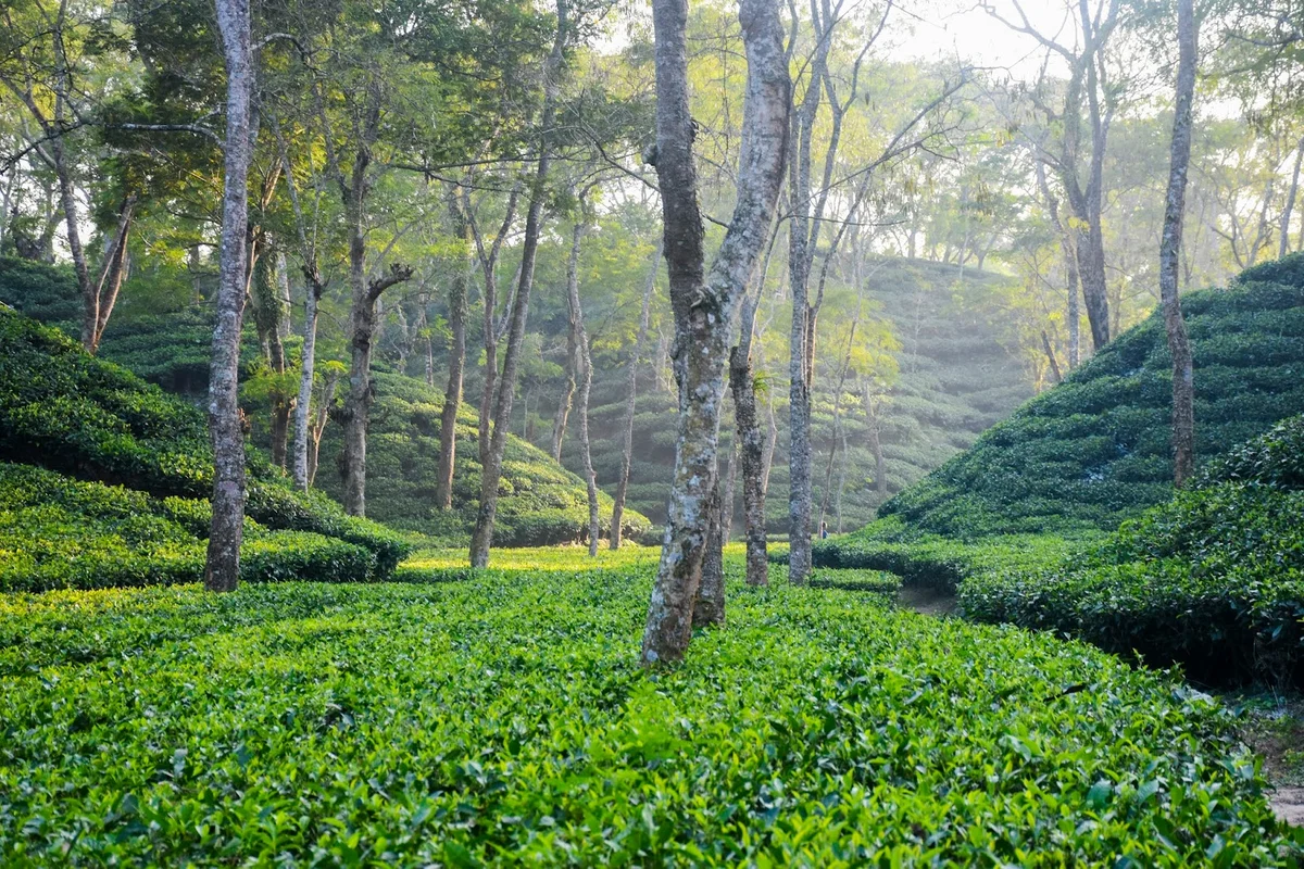 tea garden