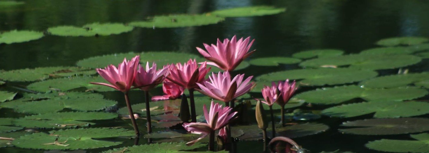 মাধবপুর ইউনিয়ন