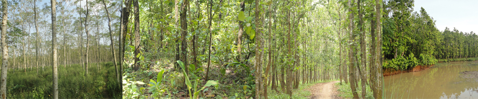 মধুপুরের প্রাকৃতিক বন