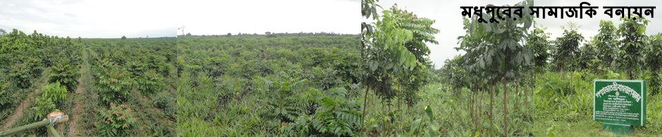 মধুপুরের সামাজিক বনায়ন