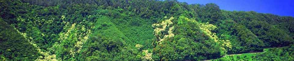 মাইনীমুখ ইউনিয়ন