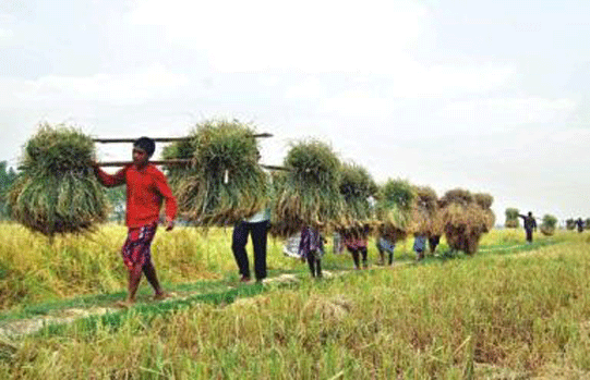 কৃষি ও প্রণীসম্পদ