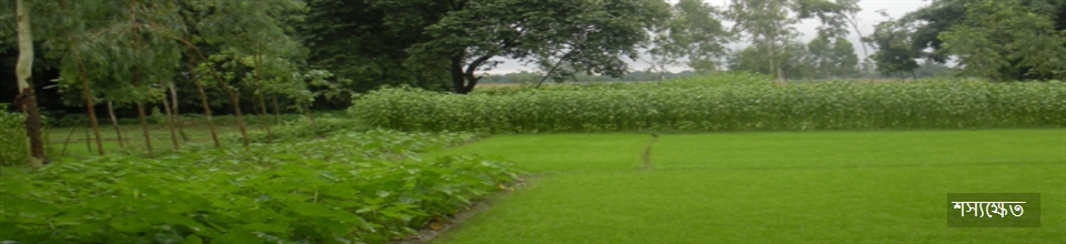 শস্য ক্ষেত
