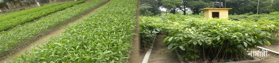 আম নার্সারী