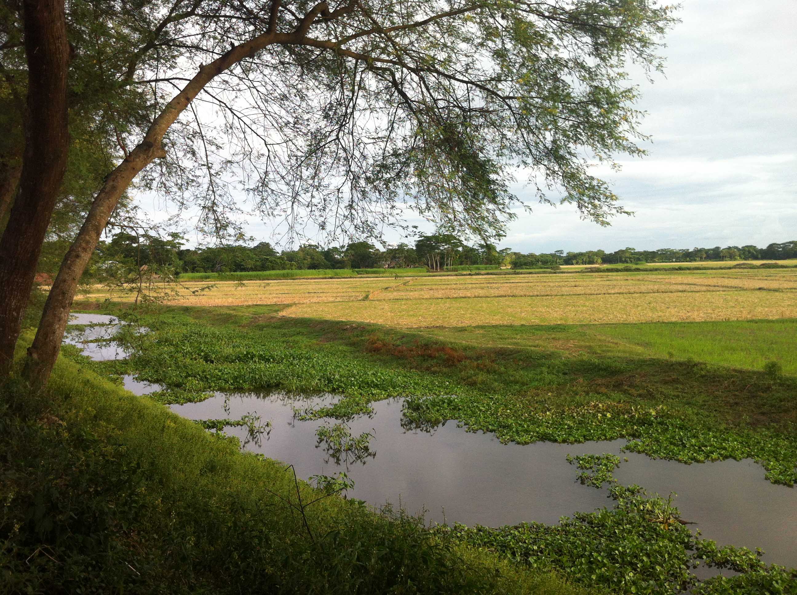 ফটো গ্যালারী