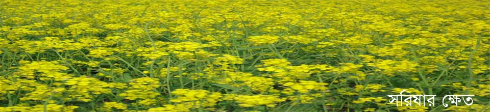 সরিষার ক্ষেত