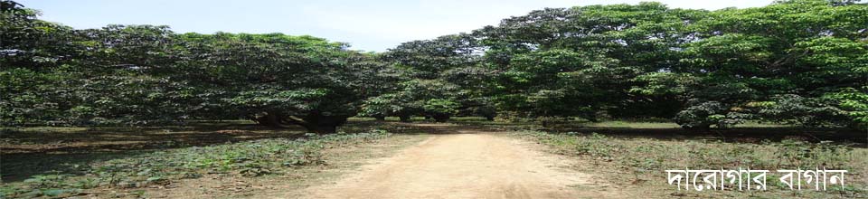 দারোগার বাগান