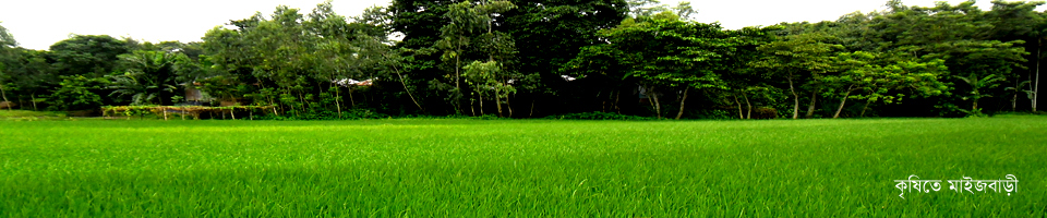 কৃষি ক্ষেত্রে মাইজবাড়ী