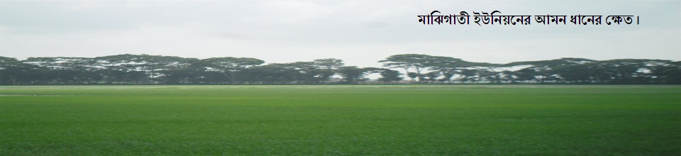 মাঝিগাতি ইউনিয়ের আমনের ক্ষেত