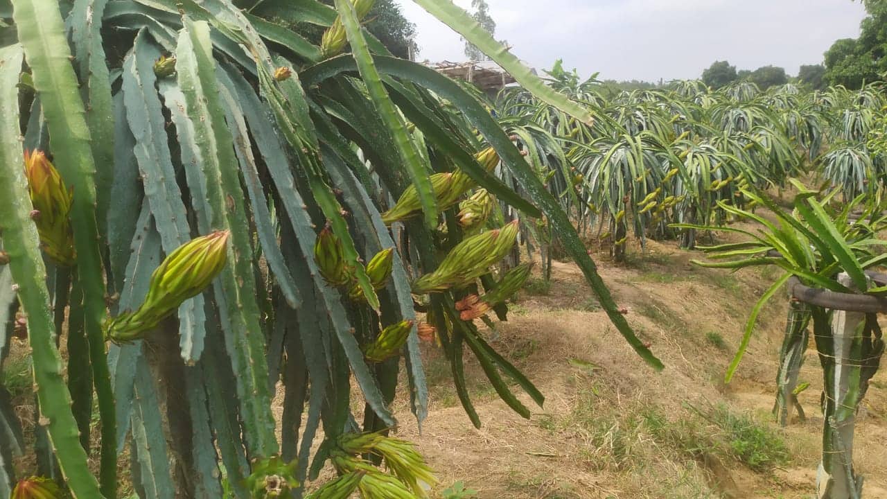 ড্রাগন বাগান