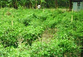 জরূরি কল
