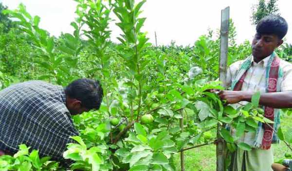 কৃষি ও প্রানি সম্পদ