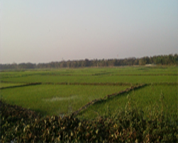 মাথিউরা 