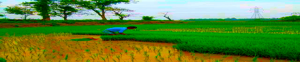 কৃষি জমিতে চারা রোপন