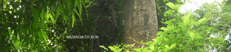 সোনার বাংলা