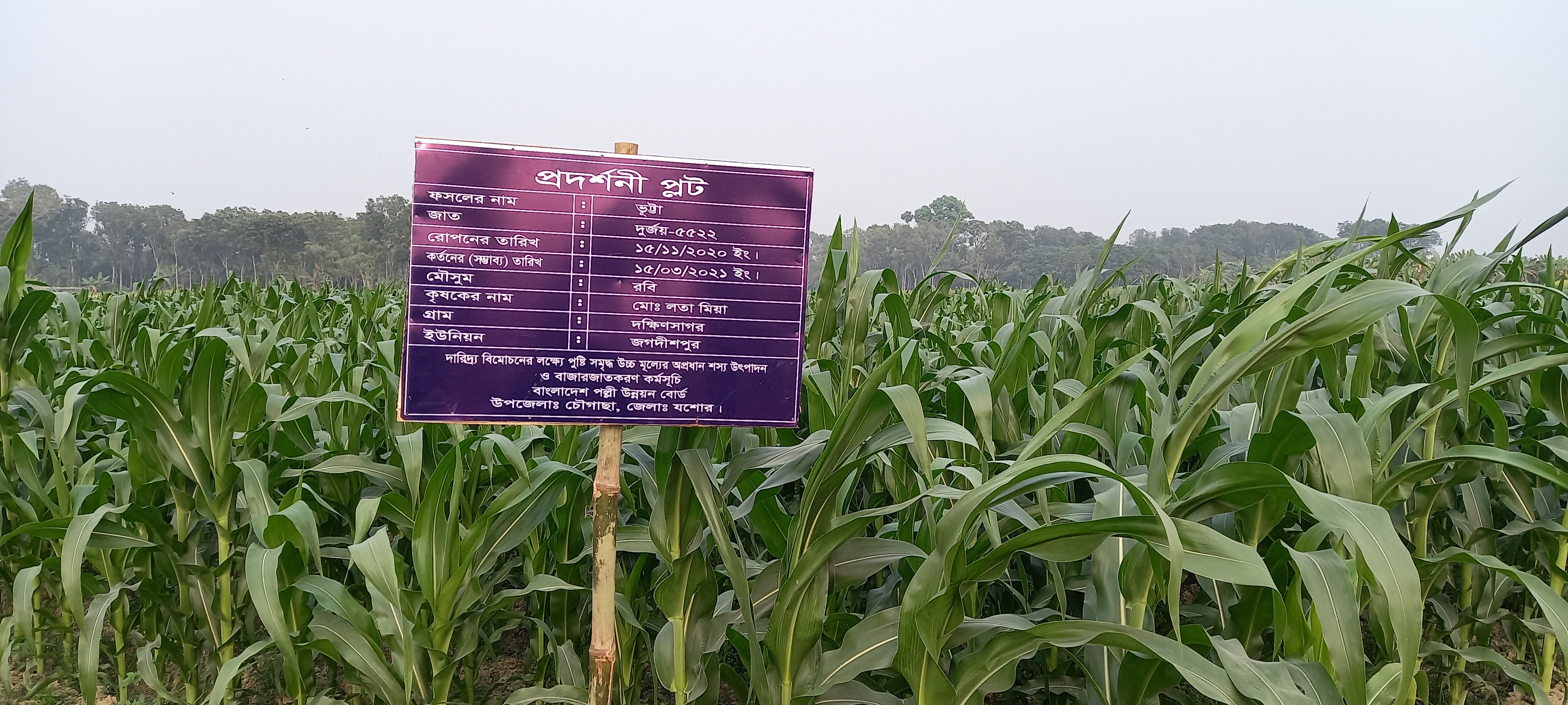 প্রদর্শনী প্লট।