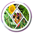 অপ্রধান শস্যসমূহ