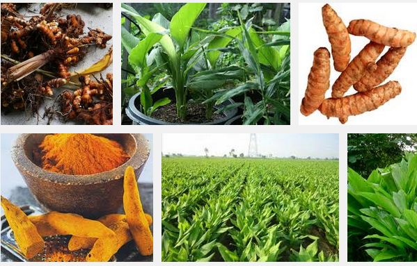 মার্কেট লিংকেজ