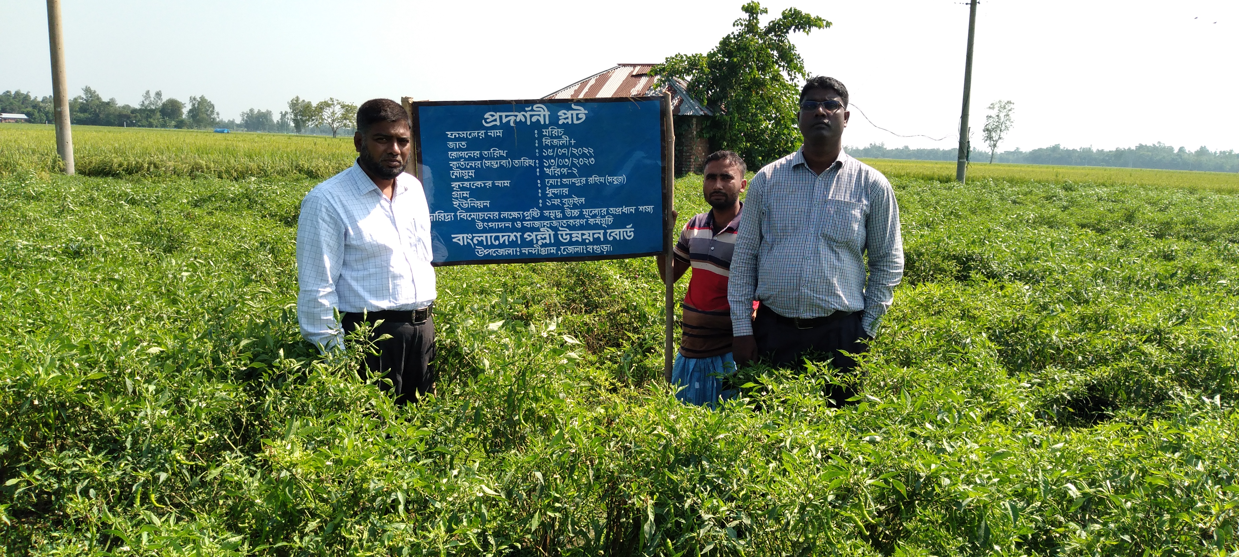 মরিচ প্রদর্শনী প্লট।