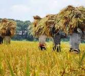কৃষি ও প্রাণিসম্পদ-সেবা