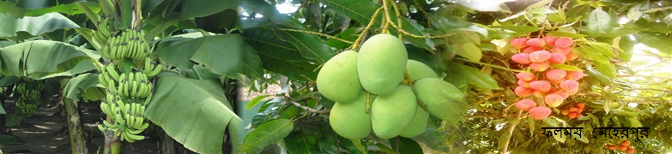 মেহেরপুরের ফল