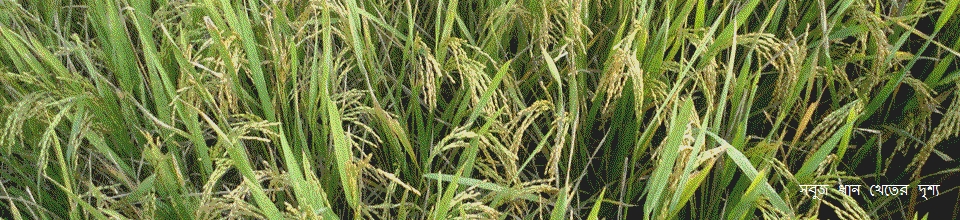 সবুজ ধান খেতের দৃশ্য