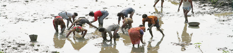গ্রামে মাছ ধরার দৃশ্য
