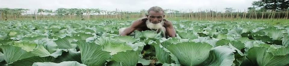 বাধাকপি ক্ষেত